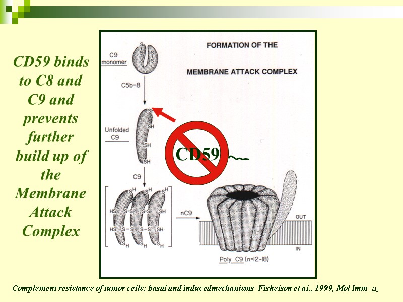 40 CD59 CD59 binds to C8 and C9 and prevents further  build up